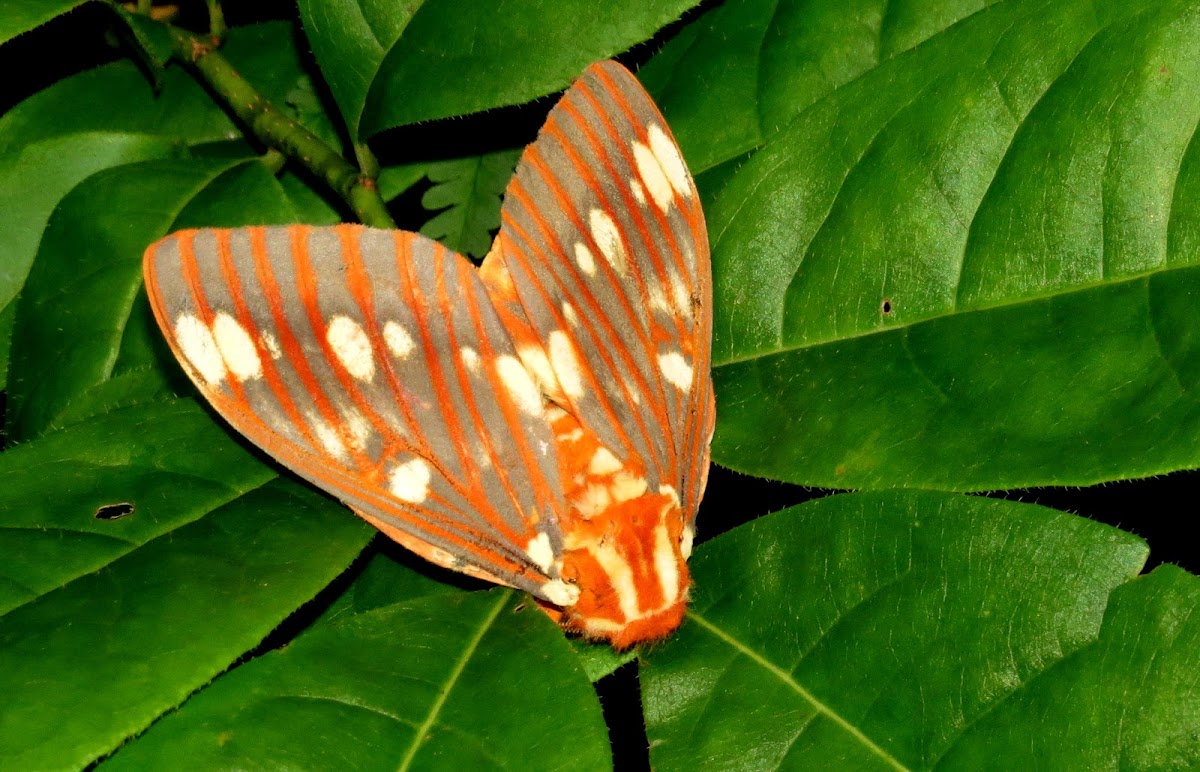 Regal Moth