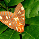 Regal Moth