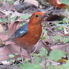 Orange-headed Thrush