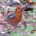 Orange-headed Thrush