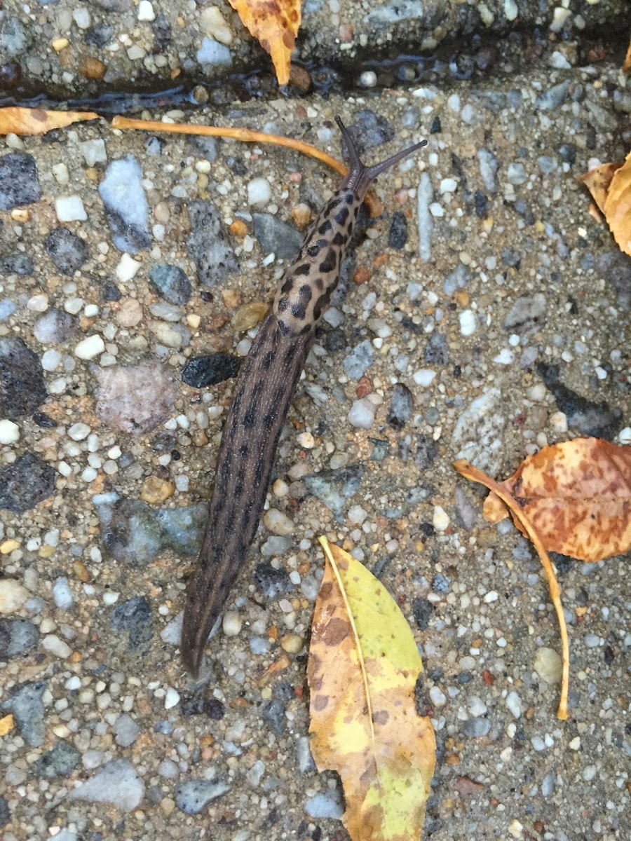 Leopard Slug