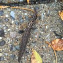 Leopard Slug