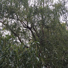 Weeping Willow Tree