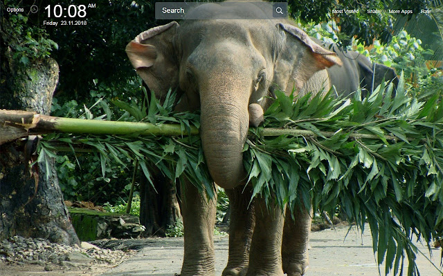 Elephant Wallpapers New Tab Theme