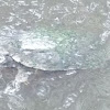 Common Snapping Turtle?