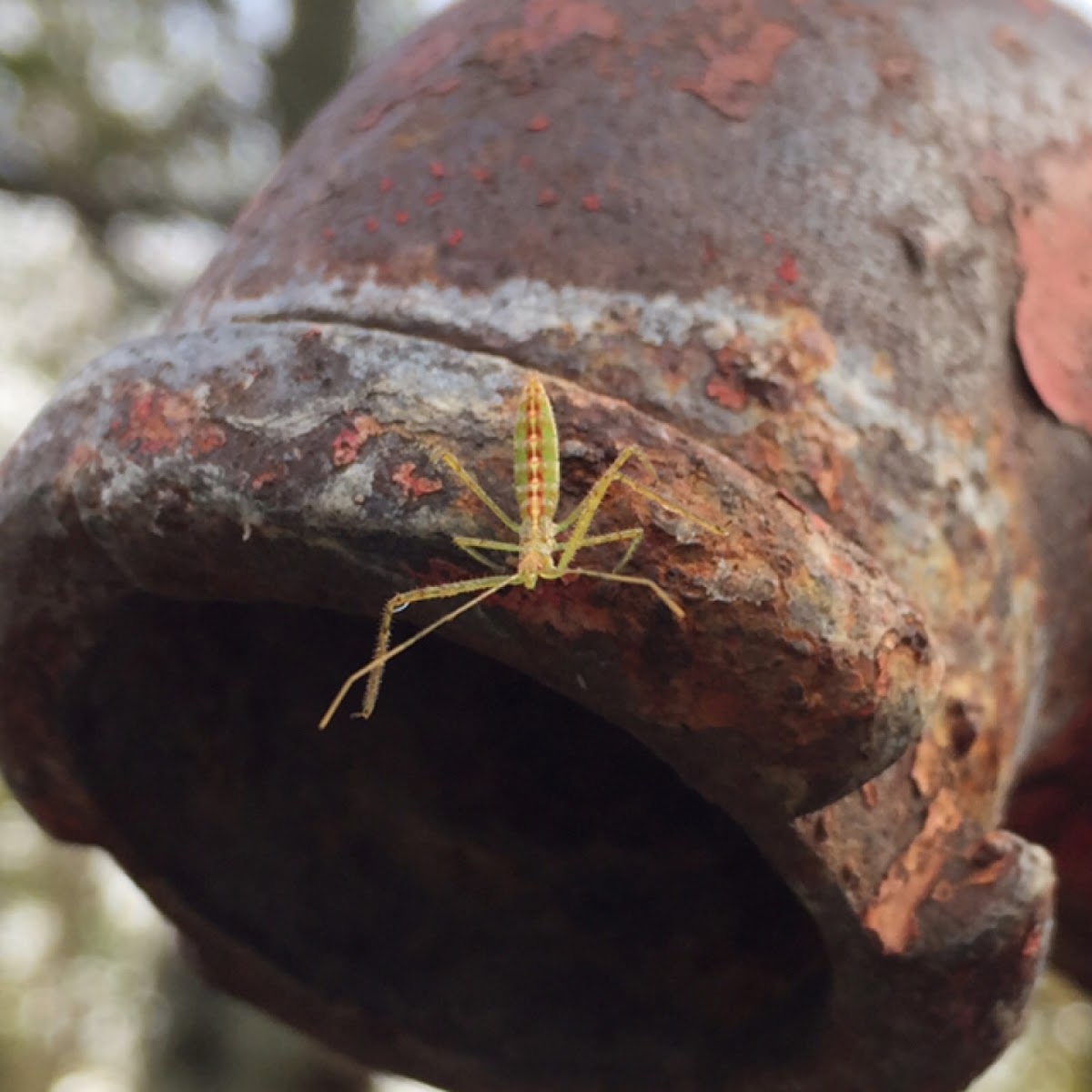 Assassin Bug Nymph