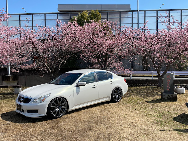 スカイラインのINFINITI G25・河津桜並木(狩野川)・まさかの2日連続・蛇口チョコレートに関するカスタム事例の投稿画像12枚目