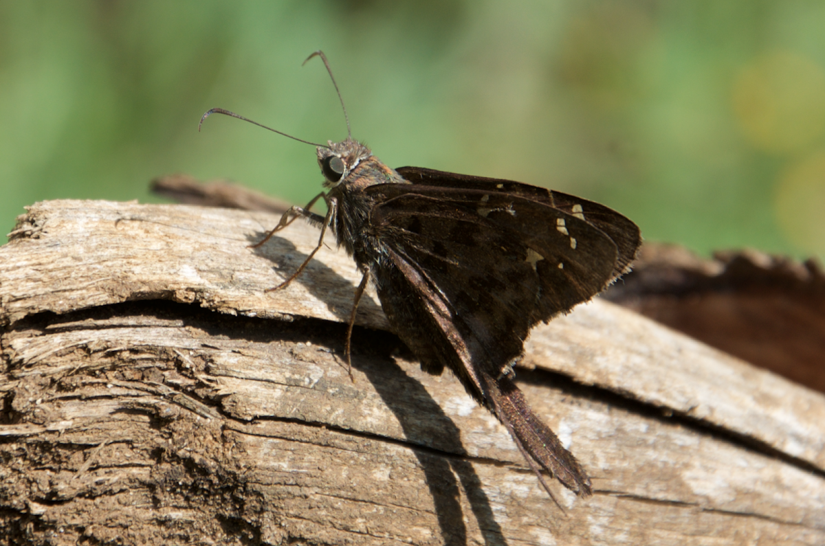 Dorantes longtail