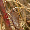 Green-striped Grasshopper