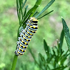 Black Swallowtail Caterpillar