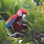 Scarlet macaw