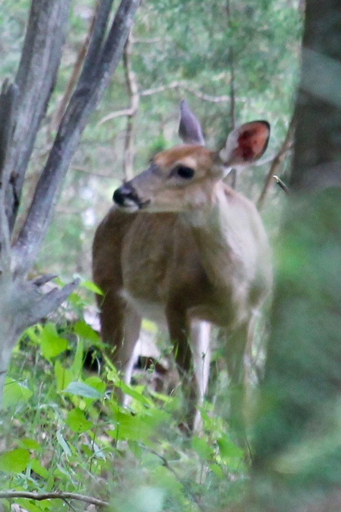 Female white-tailed deer (doe)