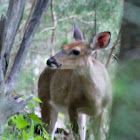 Female white-tailed deer (doe)