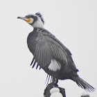 Great Cormorant