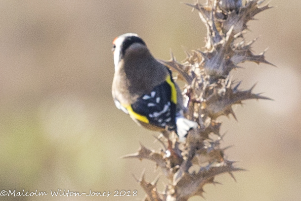 Goldfinch