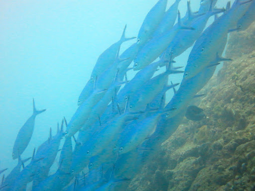 Underwater in The Maldives 2014