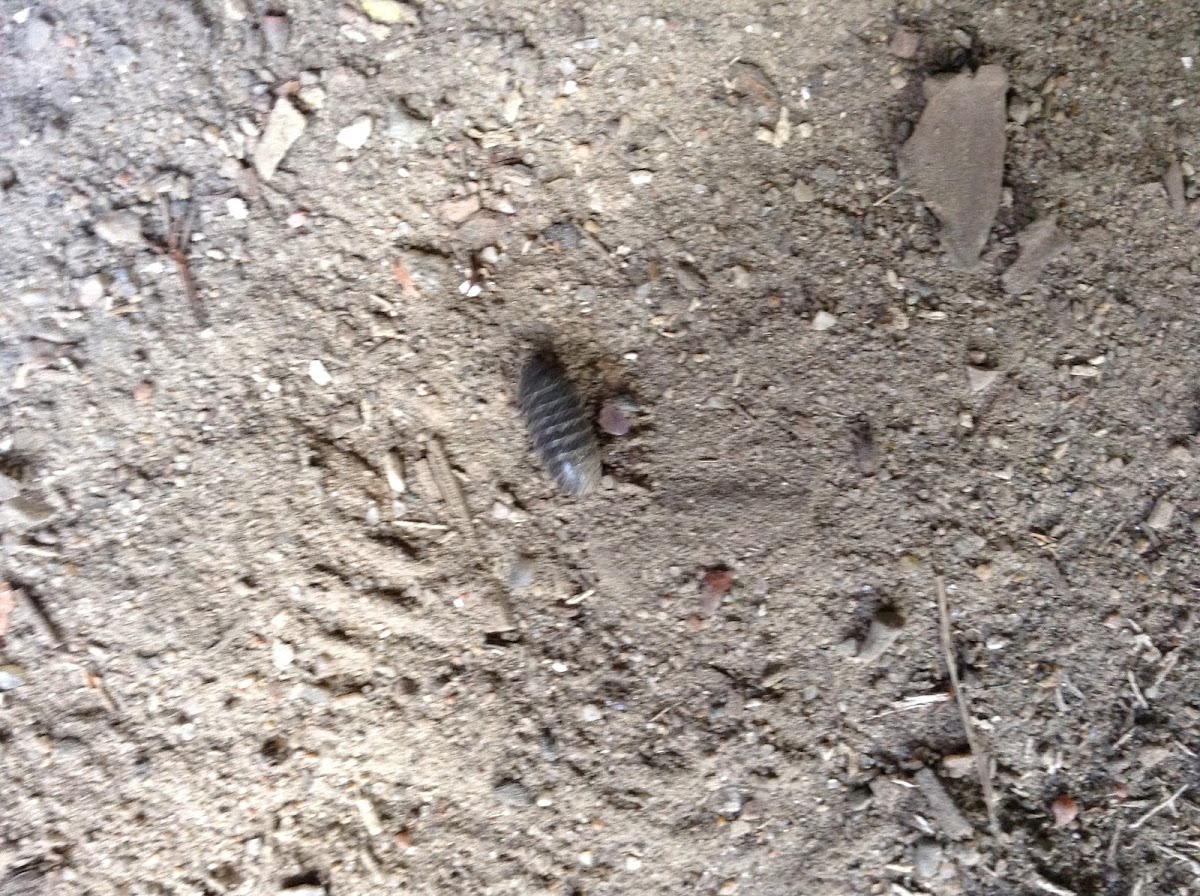 Wood Louse