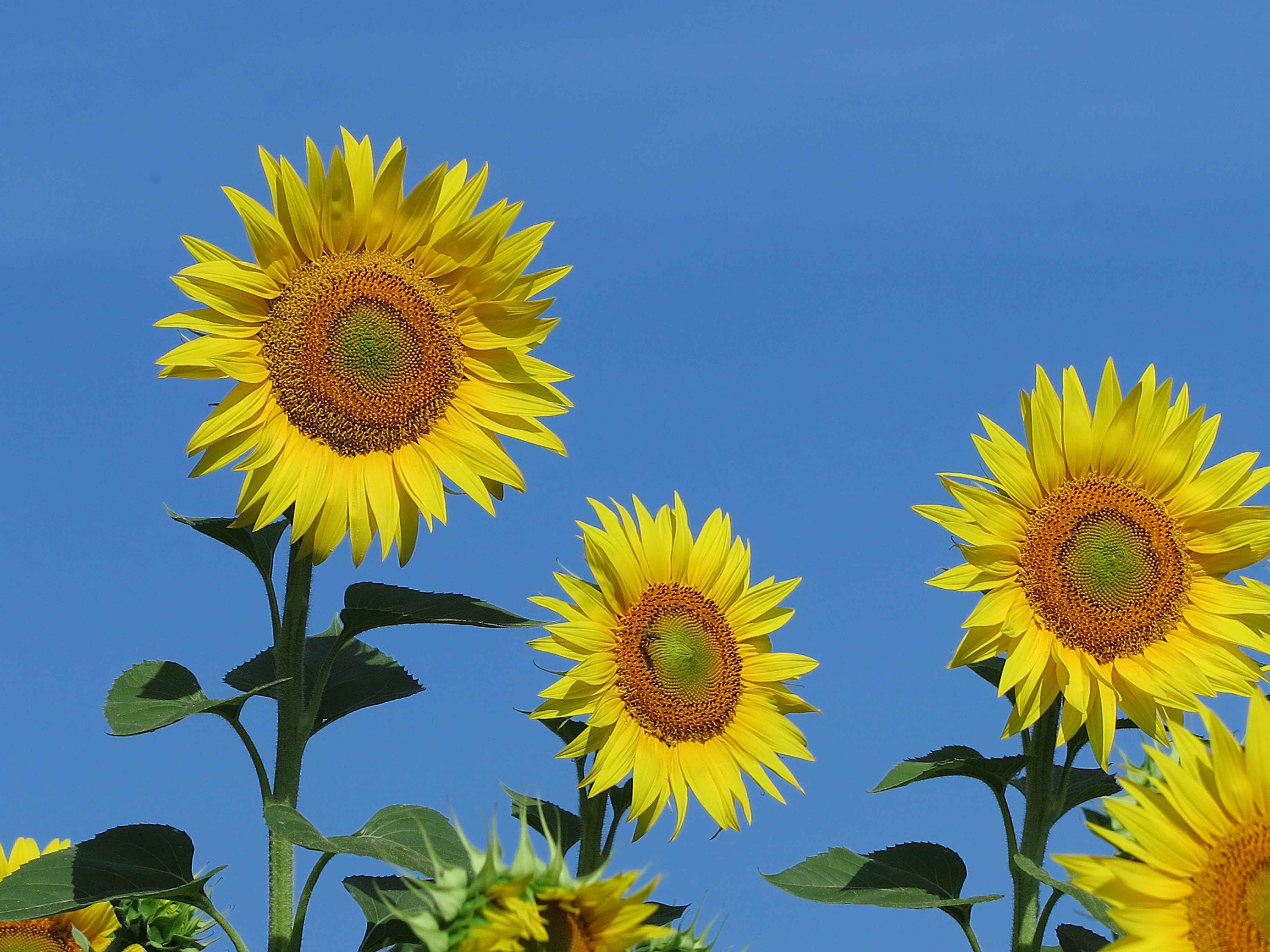 Il giallo vince sull'azzurro! di Piera