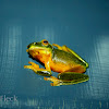 Dainty Green Tree Frog