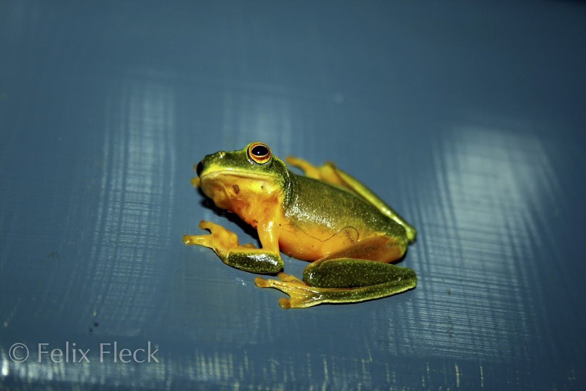 Dainty Green Tree Frog