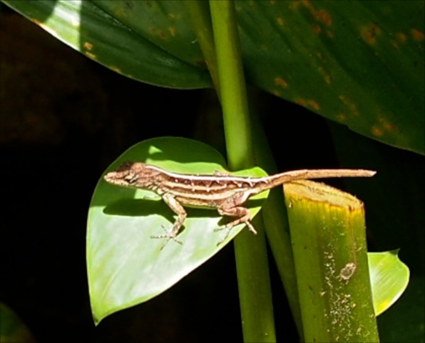 Anole