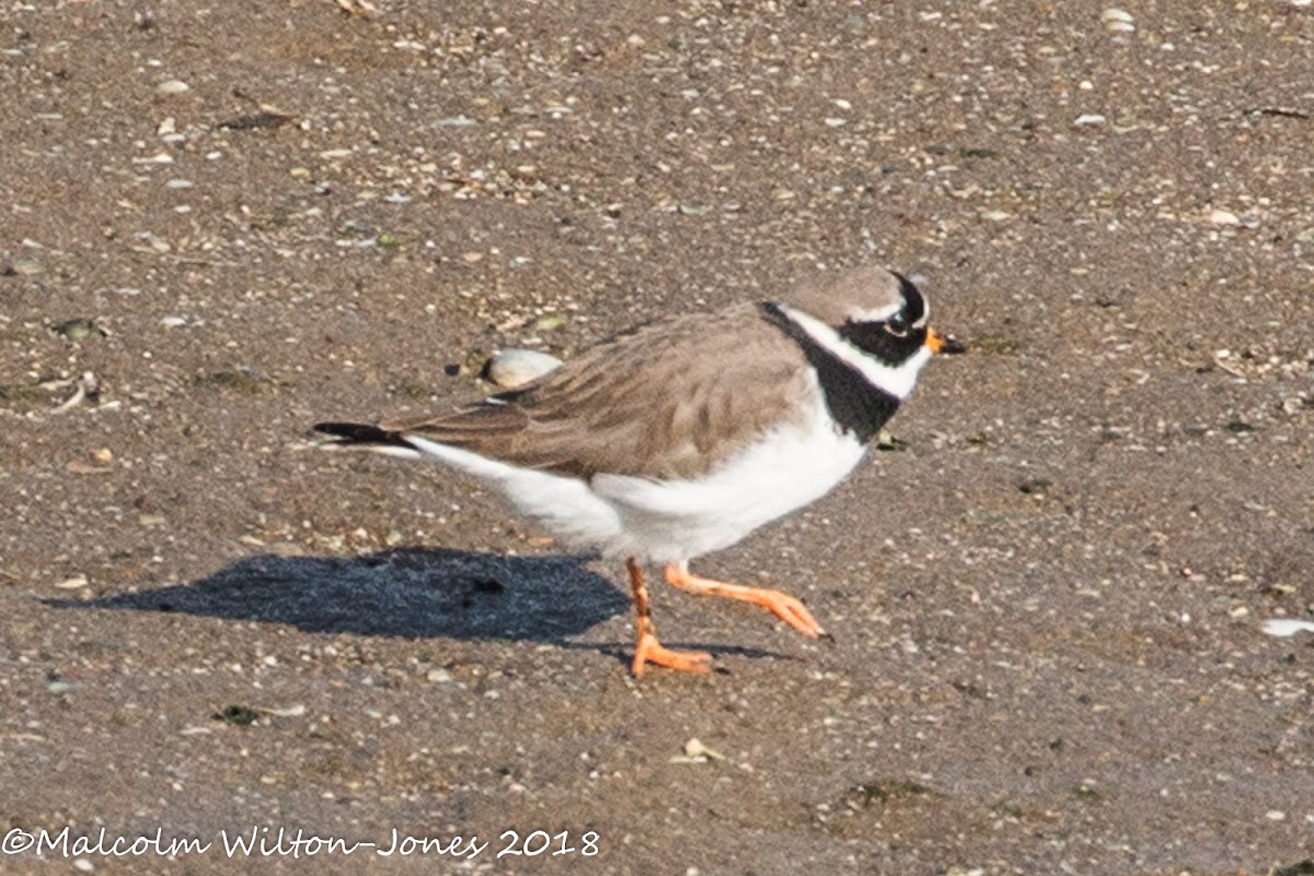 Ringed Plover