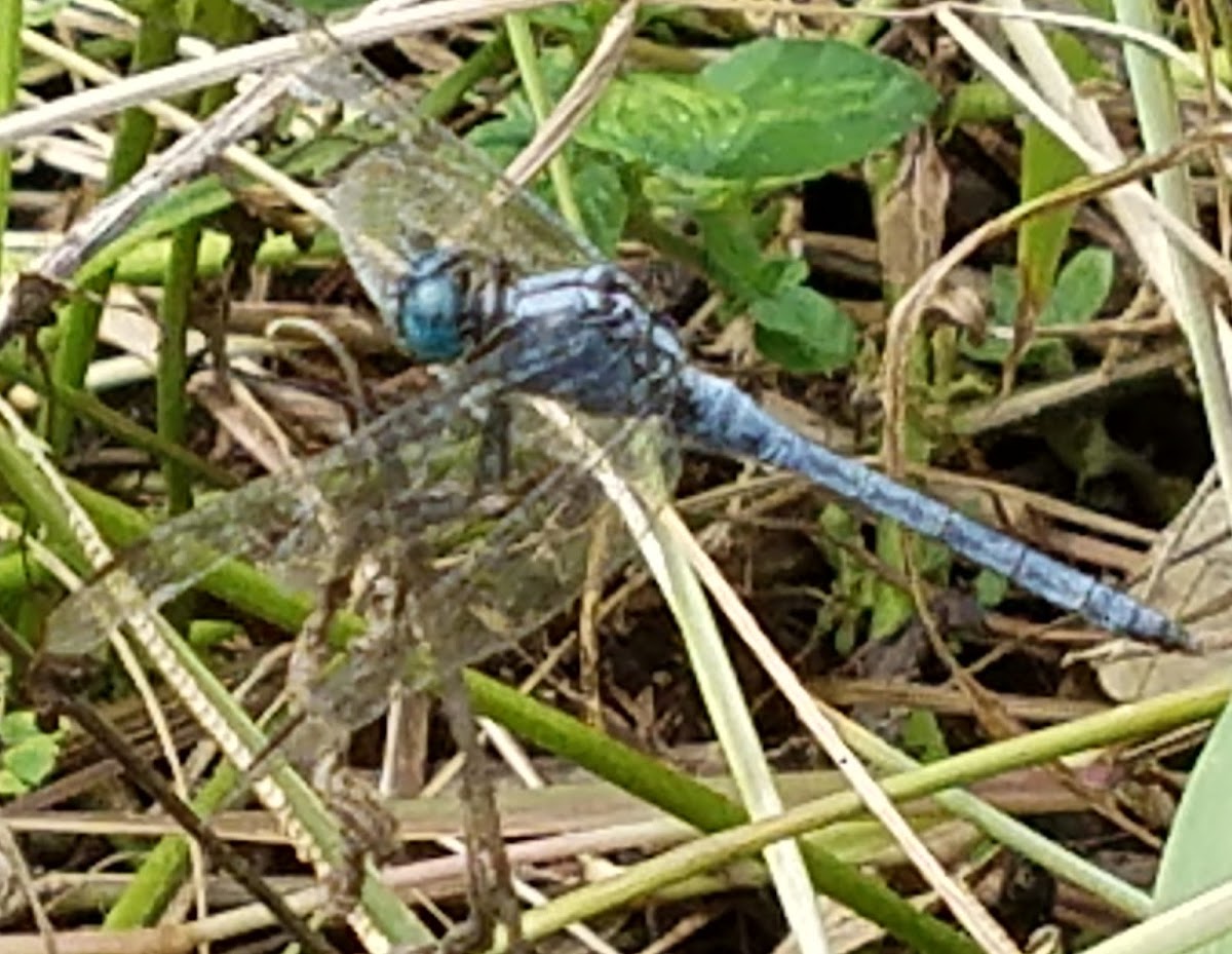 Ground skimmer/chalky percher male