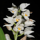 Long-leaved Helleborine