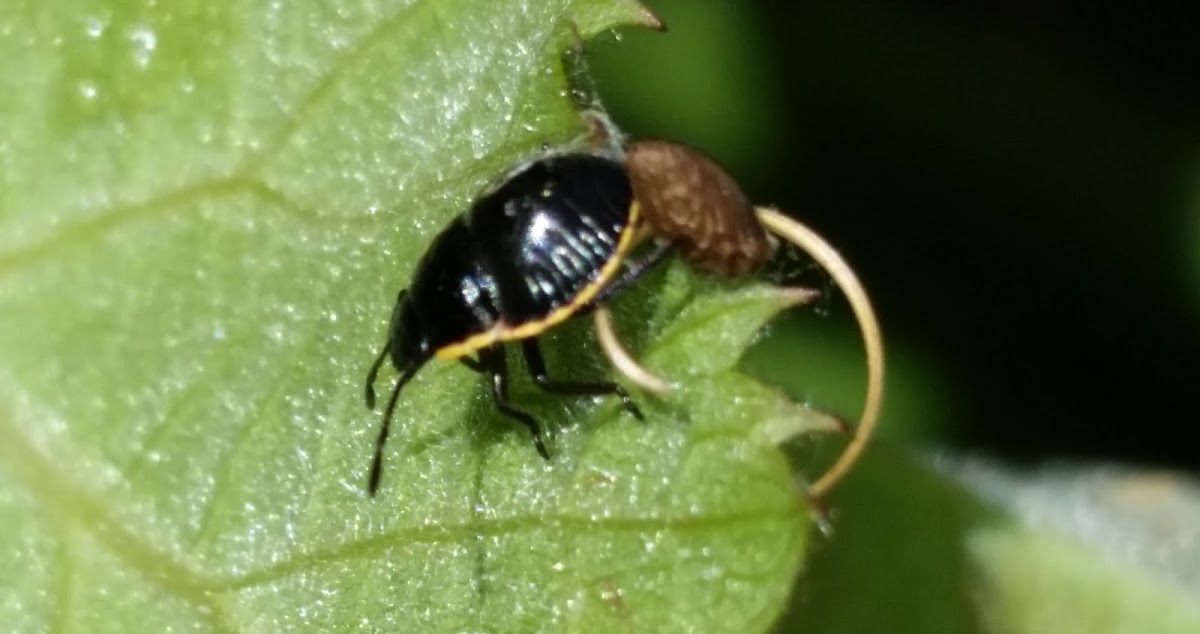 Stink bug nymph