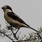 Woodchat Shrike; Alcaudón Común