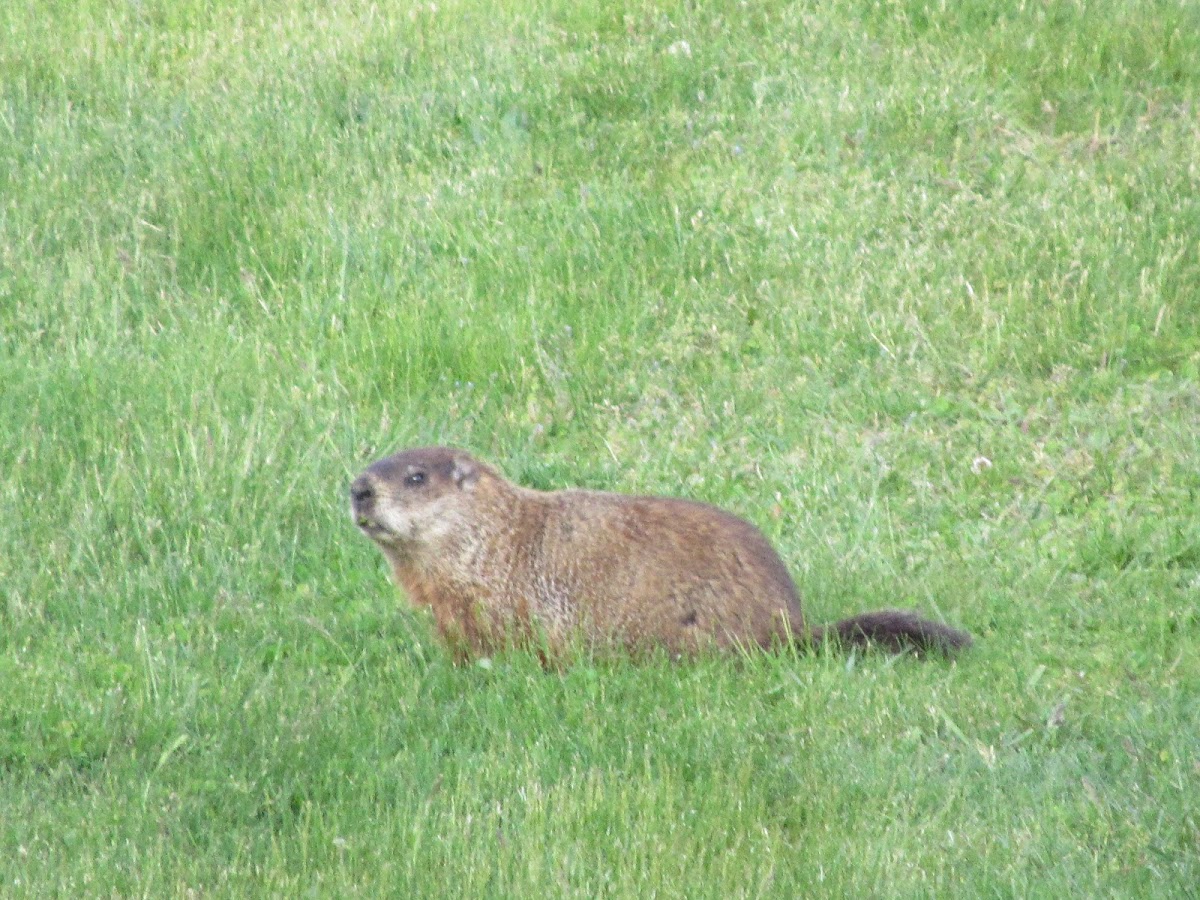 Groundhog