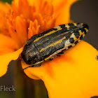 Ladder-like Flower Buprestid