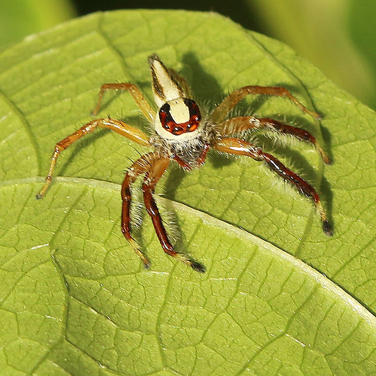 Jumping Spider