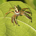 Jumping Spider