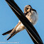 Barn Swallow; Golondrina Común