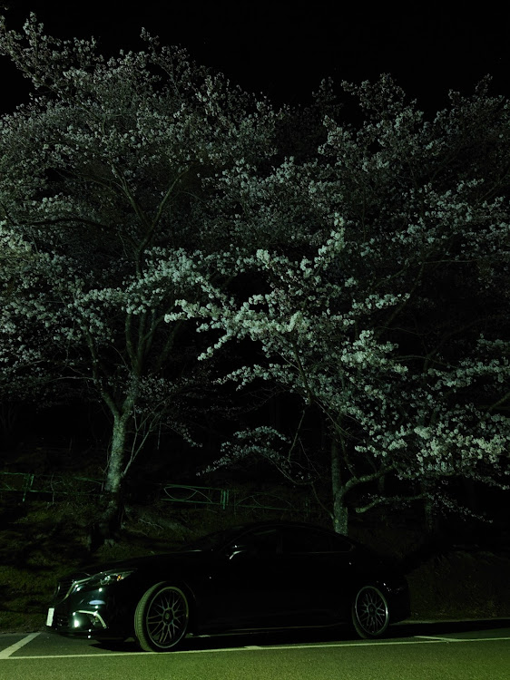 アテンザのGJアテンザ・アテンザセダン・サクラと愛車・夜桜・桜とコラボに関するカスタム事例の投稿画像1枚目