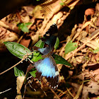 Common Blue Morpho