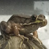 American toad