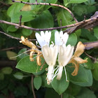 Japanese Honeysuckle