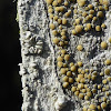 Rim Lichen