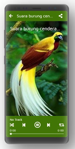 9700 Gambar Burung Berkicau HD