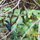 Green Kingfisher [Male]