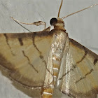 Rice Leaffolder Moth