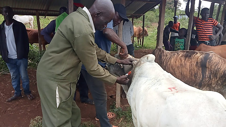 A veterinary officer takes blood samples from cattle at a homestead in Gwassi South, Homa Bay on November 11,2022