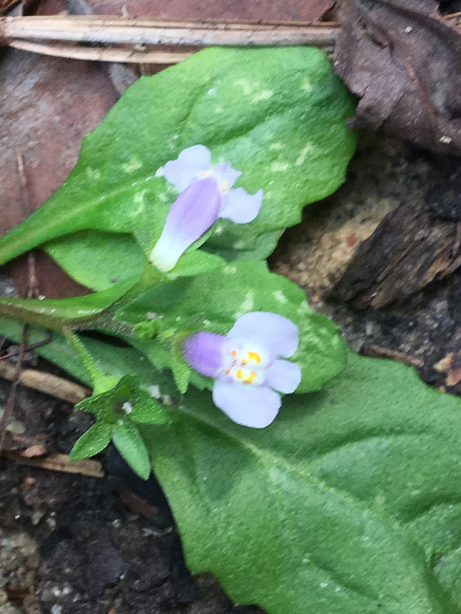 Japanese Mazus