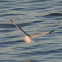 Ring-billed Gull