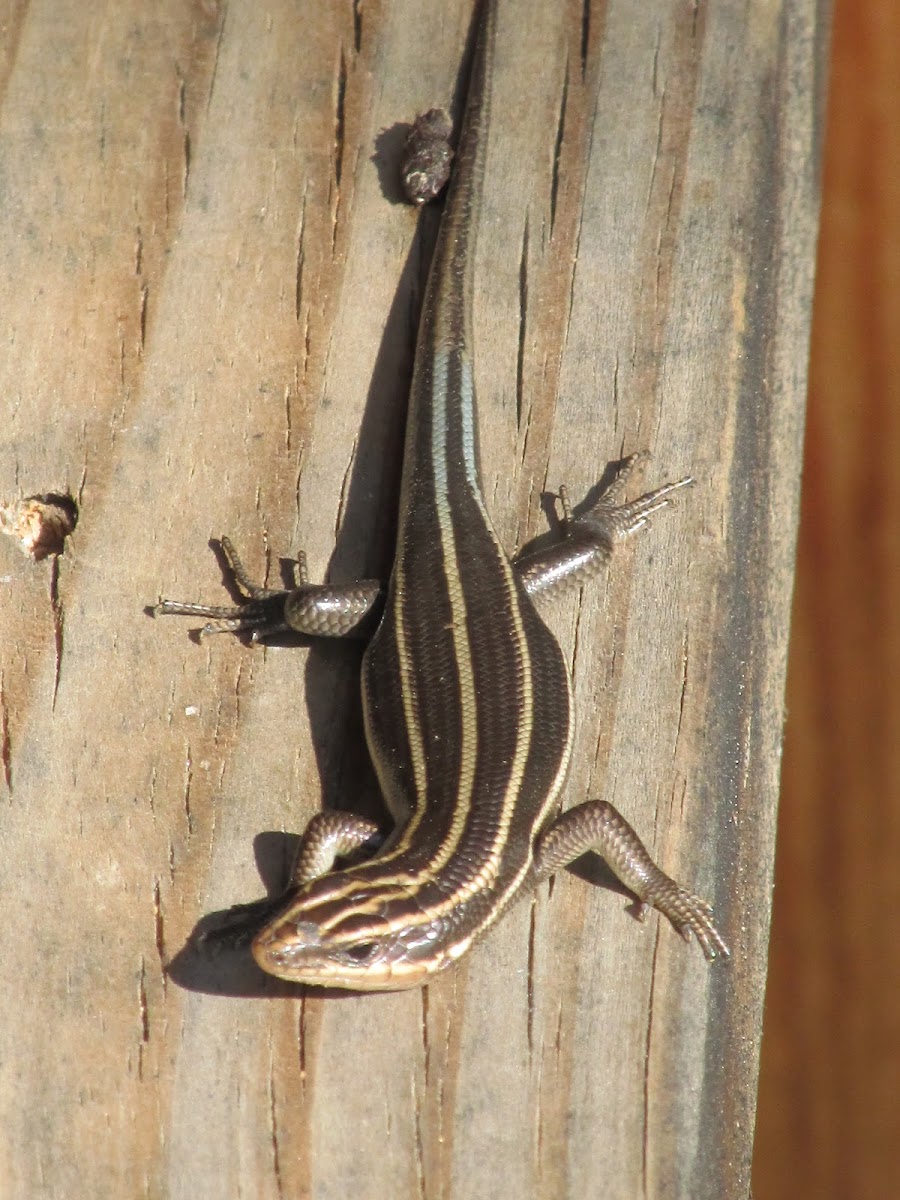 Five-Lined Skink