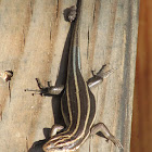 Five-Lined Skink