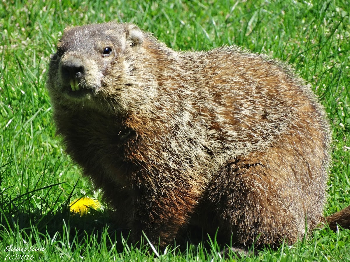 Groundhog