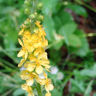 Common Agrimony